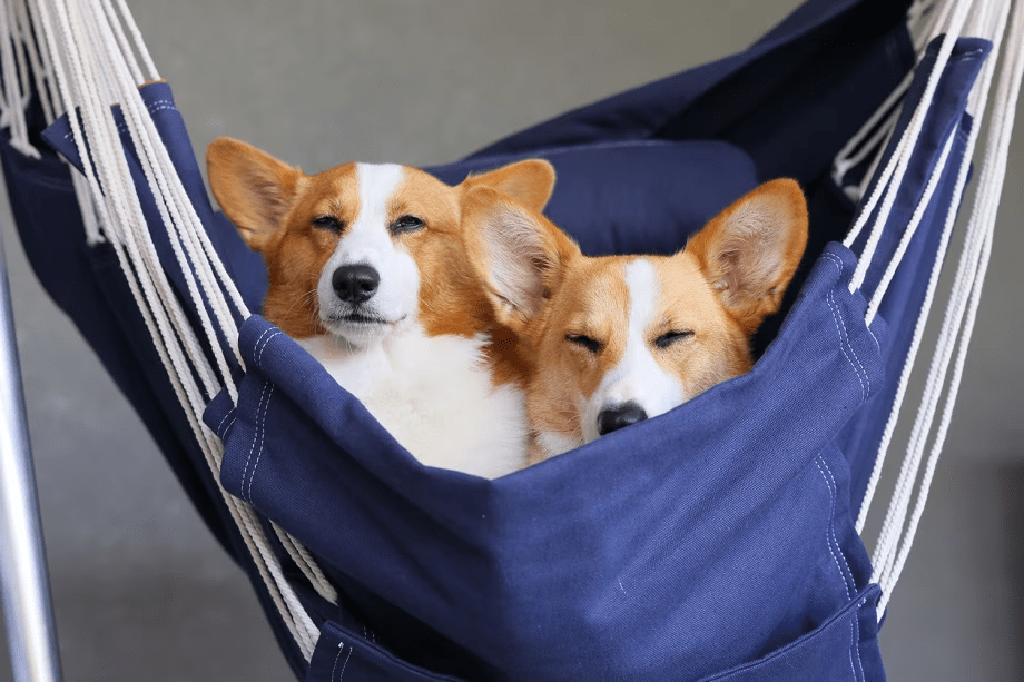 ◇期間限定【愛犬旅キャンペーン】◇わんちゃん大歓迎！うれしい5大特典付きの愛犬家おもてなしプラン～【選べるお食事】