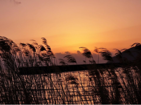 紅鮎からの「夕景とすすき」
