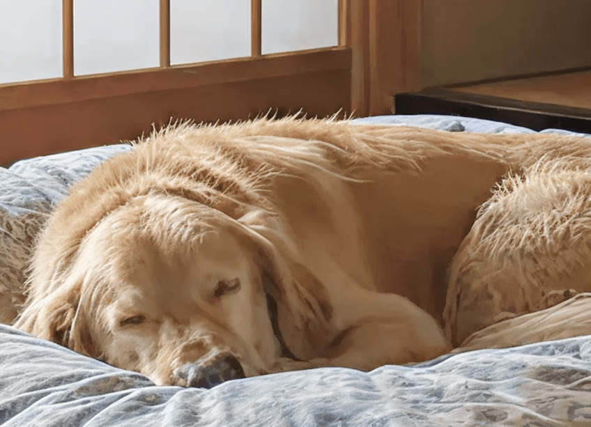 【3つの特典付】★うちの子と「ずっと一緒♪」～ぬくもりの和室で過ごすやさしい休日★旬の懐石料理