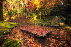 【山寺で紅葉を奏でる♪近江狐篷庵】入館券付!源泉かけ流し天然温泉で秋を満喫♪地の幸と季節の味 【山寺で紅葉を奏でる♪近江狐篷庵】入館券付!源泉かけ流し天然温泉で秋を満喫♪地の幸と季節の味