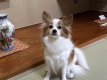 ペット同伴専用
