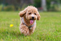 ■2ベッド・7Mドームテント■＜ドッグ・アフィラ＞【ペット同伴OK】-プライベートドッグラン-