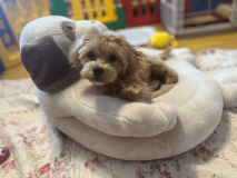 ペットとご宿泊