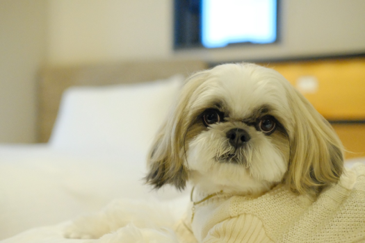 Dog Friendly-Deluxe Twin Room