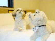 ワンちゃんウェルカムホテル☆