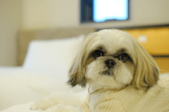 わんちゃんと一緒に泊まれる♪