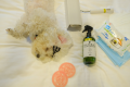 Timesale!Open Sandwich Buffet Breakfast Included (For 1 Dog) With Member Benefits