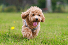 スイートヴィラ〈愛犬同伴専用・富士ビュー・客室温泉・サウナ・ドッグラン〉