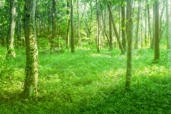 森のガーデンドーム〈客室温泉〉