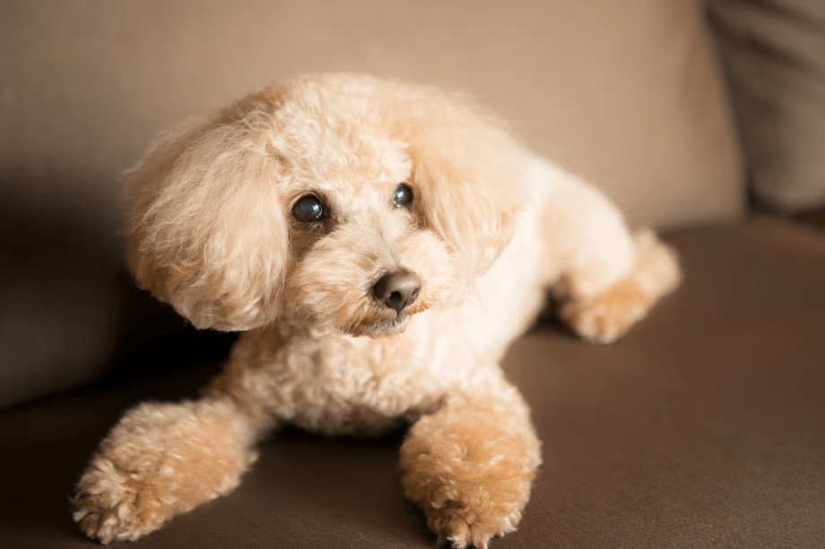 ドッグフレンドリーヴィラ（イメージ）