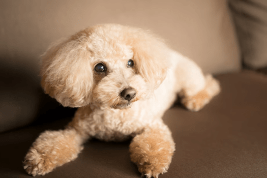 ドッグフレンドリーヴィラ（イメージ）