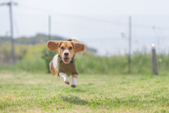 【愛犬同伴可】ドッグスイート〈4ベッド〉”わんちゃんも遊べるお庭付き”※わんちゃんがいなくてもOK！