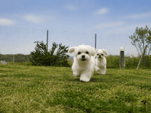 【愛犬同伴可】ドッグスイート〈4ベッド〉&rdquo;わんちゃんも遊べるお庭付き&rdquo;※わんちゃんがいなくてもOK！