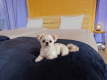 【愛犬同伴可】ドッグスイート〈4ベッド〉&rdquo;わんちゃんも遊べるお庭付き&rdquo;※わんちゃんがいなくてもOK！
