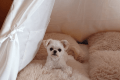 【愛犬同伴可】ドッグスイート〈4ベッド〉&rdquo;わんちゃんも遊べるお庭付き&rdquo;※わんちゃんがいなくてもOK！