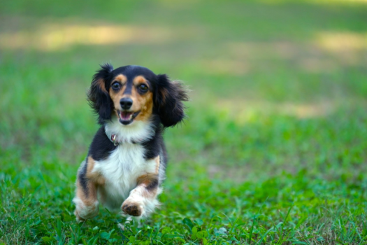 Dog Cottage [chartering a whole building, 13.04㎡]。