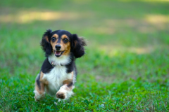 Dog Cottage [chartering a whole building, 13.04㎡]。