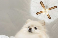 ドッググランピング“紗綾”-saya-