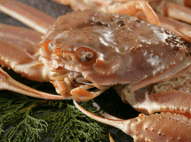 冬の味覚の王者　かに