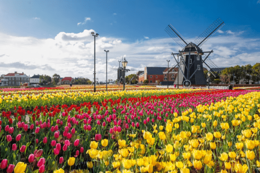 カラフルな色に惹かれる100万本のチューリップ（※昨年の様子）