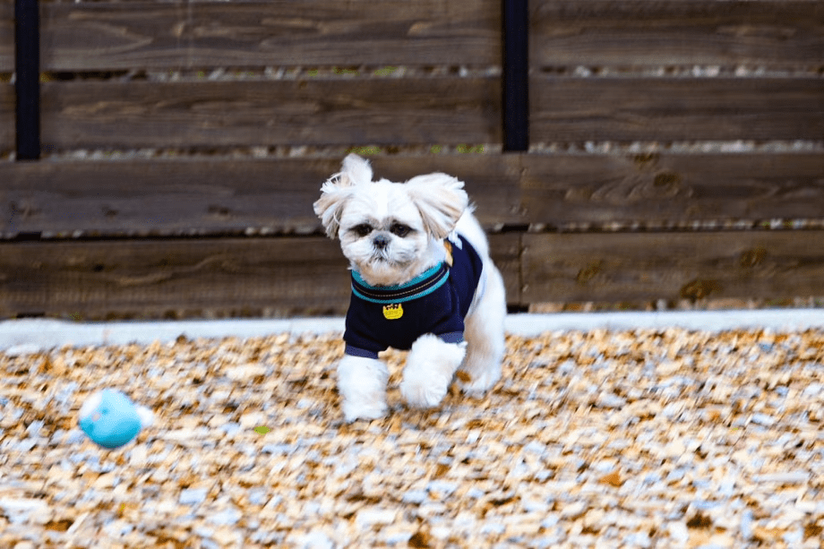 専用ドッグランでワンちゃんも大満足！（G1・G6）