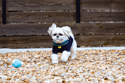 専用ドッグランでワンちゃんも大満足！（G1・G6）