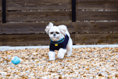 専用ドッグランでワンちゃんも大満足！（G1・G6）