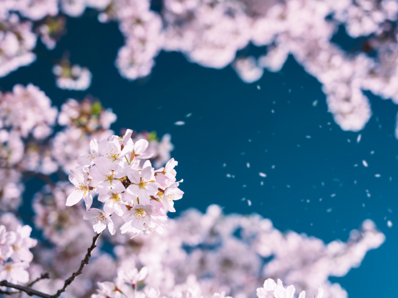 8月6～8日は花屋の日。旅の思い出に桜の木を植えてみませんか。