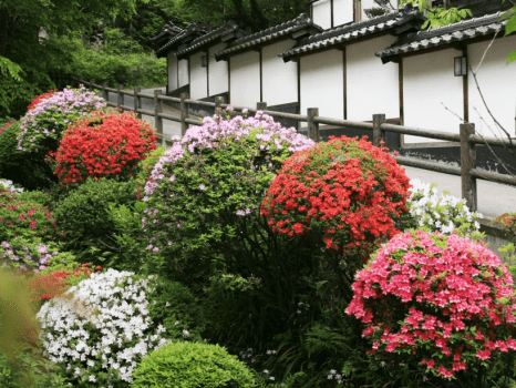 4月下旬から5月初旬は、つつじや、さつきの眺めが格別です