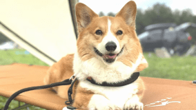 ワンちゃんプラン　※イメージ