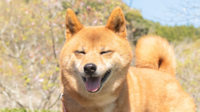 ワンちゃんプラン　※イメージ