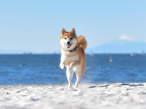 ◆毎月11日はワンワンDay！