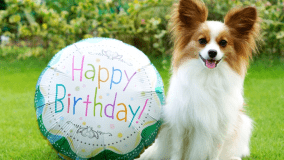 【愛犬との大切な記念日に】ワンちゃんに大人気の鹿肉ジャーキープレゼント♪【夕朝食付】