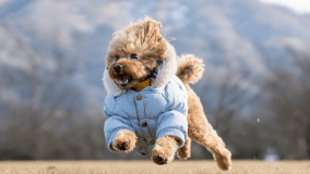 ◆ワンちゃんプラン　※冬イメージ