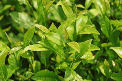 お茶のオーナーファーム