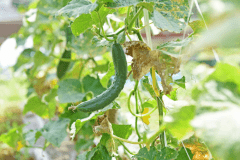 野菜の収穫体験