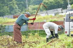 野菜の収穫体験