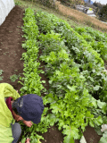 野菜の収穫体験