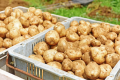 野菜の収穫体験プラン（ランチ込み・野菜持ち帰り込み）2名様から予約可
