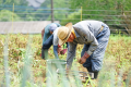 野菜の収穫体験プラン（ランチ込み・野菜持ち帰り込み）2名様から予約可