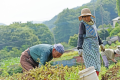 野菜の収穫体験プラン（ランチ込み・野菜持ち帰り込み）2名様から予約可