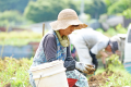 野菜の収穫体験プラン（ランチ込み・野菜持ち帰り込み）2名様から予約可