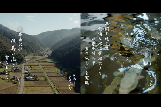 【但馬とらふぐ】高鮮度のフグ尽くし料理｜ふぐ刺身・焼きふぐ・てっちり鍋 等｜但馬とらふぐコース