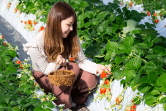 【１泊２食付】いちご狩りプラン　秩父市吉田のいちご狩り園で30分のいちご食べ放題券付きでお得♪