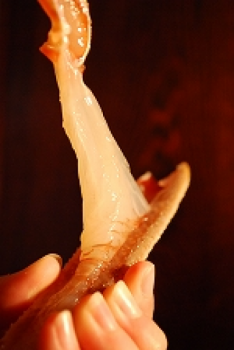 活け松葉ガニのムキたてのお刺身の食感と甘味を是非ご堪能くださいませ！