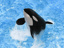 鴨川シーワールド