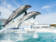 鴨川シーワールド