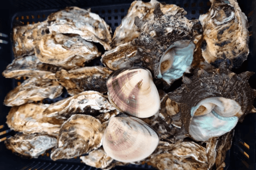 【期間限定】■牡蠣焼きプラン■糸島の海の幸を頬張る至福の滞在！～「Aroma Olive」の特別なグランピングを楽しむ贅沢時間～＜選べるお食事＞