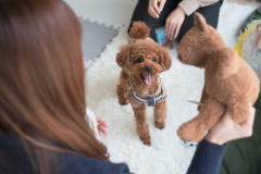 【愛犬同伴可！】99ドッグタイプ