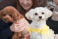 愛犬といっしょに🐾99glamドームテント　１泊２食